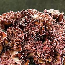 Brownie Carnations Flower Trends Forecast Flowertrendsforecast Instagram Photos And Videos Carnations Carnation Flower Flowers