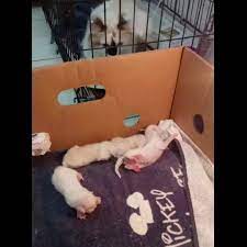 No pet carriers, no waiting rooms, no hassle. Pet Care Vet Ampera Home Facebook