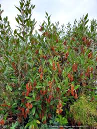 Image result for Grewia hornbyi