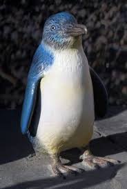 Aquarium Of The Pacific Little Penguin Penguins Blue Fairy Cute Penguins