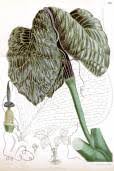 Image result for Disa brevicornis