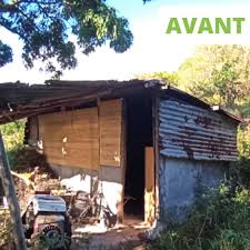 Image result for Tetradenia bainesii