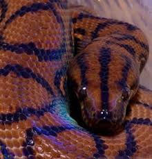 Check spelling or type a new query. Brazilian Rainbow Boa Snake Facts