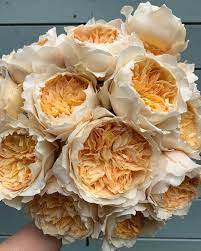Pin On David Austin Roses