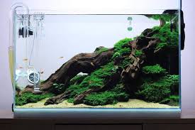 Acuario3web Acuario3web Twitter Aquarium Landscape Nature Aquarium Aquascape Aquarium