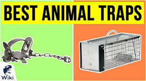Animal shelters may also have them to loan or rent. Top 10 Animal Traps Of 2020 Video Review
