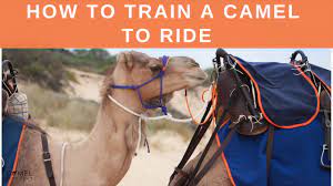 By clicking play, you consent to transmit your data to our partners for advertising purposes and declare that you are 16. How To Train A Camel To Ride Youtube