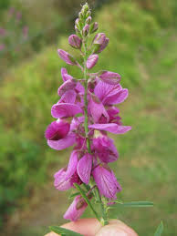 Image result for Polygala virgata