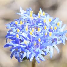 Image result for Goodeniaceae