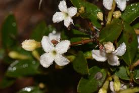 Image result for Carissa tetramera