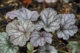 Heuchera Cinnabar Silver Purpurglockchen Pflanzen Silbergrau