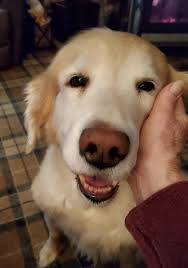 Does anyone know of anybody looking to rehome a golden retriever?