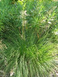 The seeds are eaten by sparrows and other songbirds from late summer into winter while bison and cattle forage the foliage and voles and small rodents nest in the tufts of grass and rootstock. Prairie Dropseed An All Purpose Prairie Plant News
