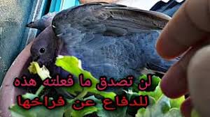 أعلنت حركة طالبان خلال مؤتمر صحفي في موسكو اليوم الجمعة، أنها تتوقع من الأمريكيين الوفاء بوعودهم بشأن انسحاب طالبان تتعهد بمواصلة الكفاح ما يم تعترف الولايات المتحدة وباقي الدول بحق الأفغان في تقرير مصيرهم. Ù„Ù† ØªØµØ¯Ù‚ Ù…Ø§ ÙØ¹Ù„ØªÙ‡ Ù‡Ø°Ù‡ Ø§Ù„Ø­Ù…Ø§Ù…Ø© Ø§Ù„Ø¨Ø±ÙŠØ© Ù„Ù„Ø¯ÙØ§Ø¹ Ø¹Ù† ÙØ±Ø§Ø®Ù‡Ø§ Pigeon Defending Its Chicks Youtube