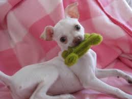 ♥ chihuahua adoption ads ♥. Chihuahua Rescue Transport