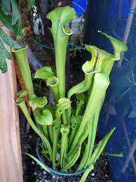 Carnivorous Plant At Lyrics Daycare Live Science Area Carnivorous Plants Science Area Carnivorous