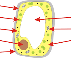 Plant and animal cells ks4 match up. Cells Mrcorfe Com