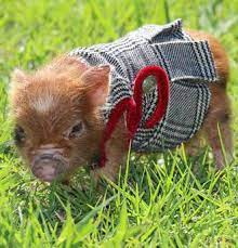 Micro Mini Pig Breeder Mini Pigs For Sale