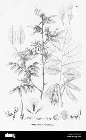 Image result for Dalbergia bracteolata