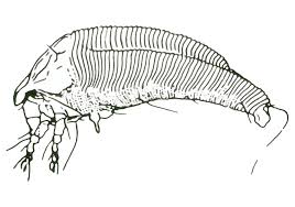 Image result for Calepitrimerus vitis