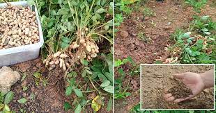 Kacang tanah (arachis hypogaea) lebih cocok di tanam pada suhu yang hangat, dan untuk mendapatkan suhu seperti ini penanaman kacang tanah penanaman kacang tanah juga umumnya bervariasi tidak semua kacang tanah bisa di tanaman menggunakan cara yang sama namun secara. Tanam Kacang Tanah Petua Untuk Gemburkan Tanah Yang Keras Supaya Senang Nak Bercucuk Tanam Vanilla Kismis
