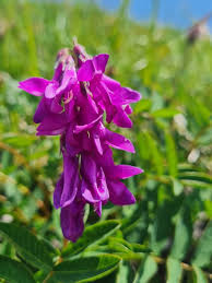 Image result for Hedysarum