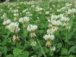 Image result for Trifolium isthmocarpum