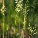Image result for Agrostis isopholis
