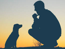 Puppies are of very high quality and good nature. Peace Of Mind Puppy Obedience Trained Dogs For Sale