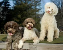 Check spelling or type a new query. Lagotto Romagnolo Archives Go Eat Give