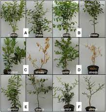 Maybe you would like to learn more about one of these? Physiological Analysis Of Salt Stress Behaviour Of Citrus Species And Genera Low Chloride Accumulation As An Indicator Of Salt Tolerance Sciencedirect