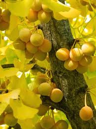 For centuries, ginkgo has proved its effectiveness in such ailments as menopausal symptoms. Ginkgo Biloba Tree 8 Seeds Hardy Medicinal Supplement Herb Bonsai Maidenhair Ginkgo Biloba Tree Ginkgo Biloba Ginko Tree
