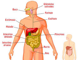 Aparato Digestivo Concepto Funciones Partes Y Enfermedades Sistema Digestivo Para Ninos Sistema Digestivo Aparato Digestivo