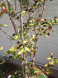 観葉植物 ガーデニング ｂｌｏｇ ｄｅ ａｆｕｔｕｒａ 楽天ブログ