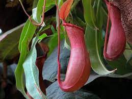 North american pitcher plants naturally grow in open country. The Full Guide On Tropical Pitcher Plant Nepenthes Care