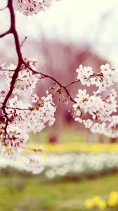Anime art, wallpapers hd, iphone pictures, backgrounds, phone lockscreen, amzaing pics, beautiful, photo art, samsung galaxy s, 3d wallpaper, landscapes, fine art photography, picture of the day. Cute Spring Phone Wallpapers Top Free Cute Spring Phone Backgrounds Wallpaperaccess
