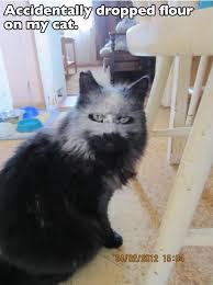 Clicking on the link to this page will result in a wonder waster of time. 360 Best Laughing Your Head Off Ideas Bones Funny Just For Laughs Make Me Laugh