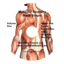 In addition to the clues the names give you, there's a simple pattern to the origin and insertion of these muscles: Anatomy Of Human Muscles Anatomy Drawing Diagram