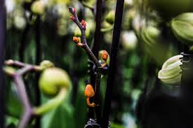 Carly's been my best bud for years—i can tell her anything. What Is Orchid Bud Blast