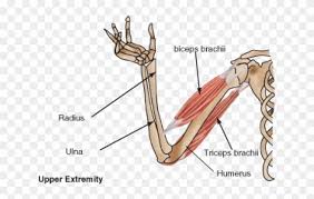 Head and neck muscle anatomy. Arm Skeleton And Muscle Hd Png Download 684x490 189724 Pngfind