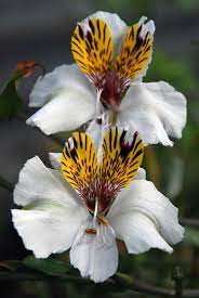Pin On Flowers