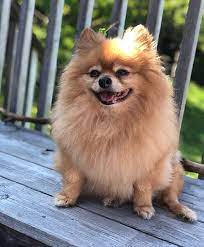 Tiny Pomeranian How Much Do They Cost Hellow Dog Teacup Puppies For Sale Teacup Puppies Teacup Dog Breeds