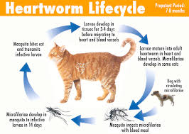We'll teach you the best way to introduce a dog to a cat, so all parties are happy. Did You Know Cats Are Also At Risk For Heartworm Disease Westside Animal Hospital