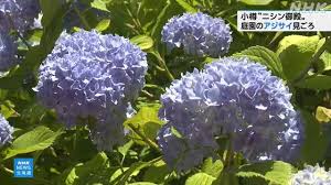 NHK - News update