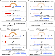 Here's a list of opposite words from our thesaurus that you can use. Possible Model Of Avt System In Mate Guarding Aggressive And Courtship Download Scientific Diagram