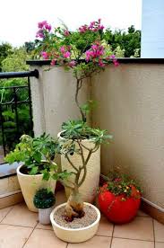 The best plants to grow on your balcony, no matter how sunny or shady it is. Image Result For My Sunny Balcony Small Balcony Garden Balcony Decor Balcony Garden