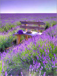 Lavender flowers for sale ireland. Shop Lavender Wall Art Posterlounge Ie