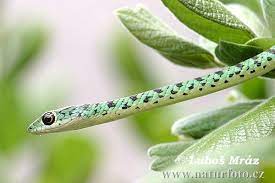 Spotted Bush Snake Philothamnus Semivariegatus Snake Photos Snake Snake Images