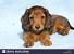 Golden Long Haired Sausage Dog