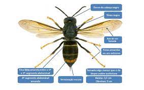 It is of concern as an invasive species in some other countries. Vespa Asiatica Sns